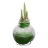 Snow Flecked Waxed Amaryllis Bulb - Grinch Green Wax, Blooms Red (3 Plants Per Pack) - Easy Care - No Watering Needed! Beautiful Holiday Decor - Image 10