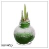 Snow Flecked Waxed Amaryllis Bulb - Grinch Green Wax, Blooms Red (3 Plants Per Pack) - Easy Care - No Watering Needed! Beautiful Holiday Decor - Image 19