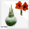 Snow Flecked Waxed Amaryllis Bulb - Grinch Green Wax, Blooms Red (3 Plants Per Pack) - Easy Care - No Watering Needed! Beautiful Holiday Decor - Image 20