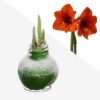 Snow Flecked Waxed Amaryllis Bulb - Grinch Green Wax, Blooms Red (3 Plants Per Pack) - Easy Care - No Watering Needed! Beautiful Holiday Decor - Image 11