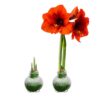 Snow Flecked Waxed Amaryllis Bulb - Grinch Green Wax, Blooms Red (3 Plants Per Pack) - Easy Care - No Watering Needed! Beautiful Holiday Decor - Image 21
