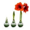 Snow Flecked Waxed Amaryllis Bulb - Grinch Green Wax, Blooms Red (3 Plants Per Pack) - Easy Care - No Watering Needed! Beautiful Holiday Decor - Image 22