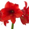 Snow Flecked Waxed Amaryllis Bulb - Grinch Green Wax, Blooms Red (3 Plants Per Pack) - Easy Care - No Watering Needed! Beautiful Holiday Decor - Image 14
