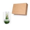 Snow Flecked Waxed Amaryllis Bulb - Grinch Green Wax, Blooms Red - Easy Care - No Watering Needed! Beautiful Holiday Decor - Image 23