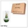 Snow Flecked Waxed Amaryllis Bulb - Grinch Green Wax, Blooms Red - Easy Care - No Watering Needed! Beautiful Holiday Decor - Image 15