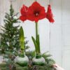 Snow Flecked Waxed Amaryllis Bulb - Grinch Green Wax, Blooms Red (3 Plants Per Pack) - Easy Care - No Watering Needed! Beautiful Holiday Decor - Image 9