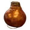 Waxed Amaryllis Bulb - Bronze Wax, Blooms Red - Easy Care - No Watering Needed! Beautiful Holiday Decor - Image 12