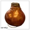 Waxed Amaryllis Bulb - Bronze Wax, Blooms Red - Easy Care - No Watering Needed! Beautiful Holiday Decor - Image 20