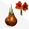 Waxed Amaryllis Bulb - Bronze Wax, Blooms Red - Easy Care - No Watering Needed! Beautiful Holiday Decor - Image 13