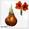 Waxed Amaryllis Bulb - Bronze Wax, Blooms Red - Easy Care - No Watering Needed! Beautiful Holiday Decor - Image 21
