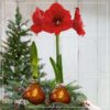 Waxed Amaryllis Bulb - Bronze Wax, Blooms Red - Easy Care - No Watering Needed! Beautiful Holiday Decor - Image 22