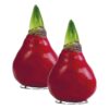 Waxed Amaryllis Bulb - Red Wax, Blooms Red (2 Plants Per Pack) - Easy Care - No Watering Needed! Beautiful Holiday Decor - Image 14