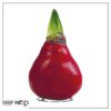 Waxed Amaryllis Bulb - Red Wax, Blooms Red (2 Plants Per Pack) - Easy Care - No Watering Needed! Beautiful Holiday Decor - Image 16