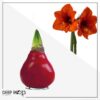 Waxed Amaryllis Bulb - Red Wax, Blooms Red (2 Plants Per Pack) - Easy Care - No Watering Needed! Beautiful Holiday Decor - Image 17