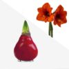 Waxed Amaryllis Bulb - Red Wax, Blooms Red (2 Plants Per Pack) - Easy Care - No Watering Needed! Beautiful Holiday Decor - Image 24