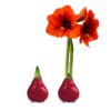 Waxed Amaryllis Bulb - Red Wax, Blooms Red (2 Plants Per Pack) - Easy Care - No Watering Needed! Beautiful Holiday Decor - Image 18