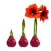 Waxed Amaryllis Bulb - Red Wax, Blooms Red (2 Plants Per Pack) - Easy Care - No Watering Needed! Beautiful Holiday Decor - Image 19