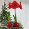 Waxed Amaryllis Bulb - Red Wax, Blooms Red (2 Plants Per Pack) - Easy Care - No Watering Needed! Beautiful Holiday Decor - Image 20