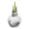 Snow Flecked Waxed Amaryllis Bulb - Sparkling Silver Wax, Blooms Red (3 Plants Per Pack) - Easy Care - No Watering Needed! Beautiful Holiday Decor - Image 11