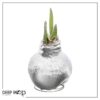 Snow Flecked Waxed Amaryllis Bulb - Sparkling Silver Wax, Blooms Red (3 Plants Per Pack) - Easy Care - No Watering Needed! Beautiful Holiday Decor - Image 17