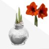 Snow Flecked Waxed Amaryllis Bulb - Sparkling Silver Wax, Blooms Red (3 Plants Per Pack) - Easy Care - No Watering Needed! Beautiful Holiday Decor - Image 12