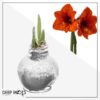 Snow Flecked Waxed Amaryllis Bulb - Sparkling Silver Wax, Blooms Red (3 Plants Per Pack) - Easy Care - No Watering Needed! Beautiful Holiday Decor - Image 18