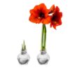 Snow Flecked Waxed Amaryllis Bulb - Sparkling Silver Wax, Blooms Red (3 Plants Per Pack) - Easy Care - No Watering Needed! Beautiful Holiday Decor - Image 13
