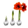 Snow Flecked Waxed Amaryllis Bulb - Sparkling Silver Wax, Blooms Red (2 Plants Per Pack) - Easy Care - No Watering Needed! Beautiful Holiday Decor - Image 16