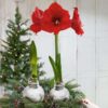 Snow Flecked Waxed Amaryllis Bulb - Sparkling Silver Wax, Blooms Red (3 Plants Per Pack) - Easy Care - No Watering Needed! Beautiful Holiday Decor - Image 9