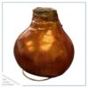 Waxed Amaryllis Bulb - Bronze Wax, Blooms Red - Easy Care - No Watering Needed! Beautiful Holiday Decor - Image 2
