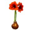 Waxed Amaryllis Bulb - Bronze Wax, Blooms Red - Easy Care - No Watering Needed! Beautiful Holiday Decor - Image 4