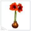 Waxed Amaryllis Bulb - Bronze Wax, Blooms Red - Easy Care - No Watering Needed! Beautiful Holiday Decor - Image 5