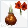 Waxed Amaryllis Bulb - Bronze Wax, Blooms Red - Easy Care - No Watering Needed! Beautiful Holiday Decor - Image 3