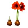 Waxed Amaryllis Bulb - Bronze Wax, Blooms Red - Easy Care - No Watering Needed! Beautiful Holiday Decor - Image 7