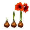Waxed Amaryllis Bulb - Bronze Wax, Blooms Red - Easy Care - No Watering Needed! Beautiful Holiday Decor - Image 8