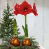 Waxed Amaryllis Bulb - Bronze Wax, Blooms Red - Easy Care - No Watering Needed! Beautiful Holiday Decor - Image 11