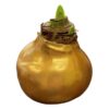 Waxed Amaryllis Bulb - Gold Wax, Blooms Red - Easy Care - No Watering Needed! Beautiful Holiday Decor