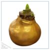Waxed Amaryllis Bulb - Gold Wax, Blooms Red - Easy Care - No Watering Needed! Beautiful Holiday Decor - Image 2