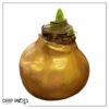 Waxed Amaryllis Bulb - Gold Wax, Blooms Red - Easy Care - No Watering Needed! Beautiful Holiday Decor - Image 12