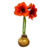Waxed Amaryllis Bulb - Gold Wax, Blooms Red - Easy Care - No Watering Needed! Beautiful Holiday Decor - Image 3