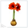 Waxed Amaryllis Bulb - Gold Wax, Blooms Red - Easy Care - No Watering Needed! Beautiful Holiday Decor - Image 4