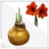 Waxed Amaryllis Bulb - Gold Wax, Blooms Red - Easy Care - No Watering Needed! Beautiful Holiday Decor - Image 6