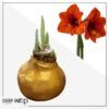 Waxed Amaryllis Bulb - Gold Wax, Blooms Red - Easy Care - No Watering Needed! Beautiful Holiday Decor - Image 13