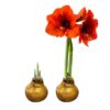 Waxed Amaryllis Bulb - Gold Wax, Blooms Red - Easy Care - No Watering Needed! Beautiful Holiday Decor - Image 7