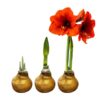 Waxed Amaryllis Bulb - Gold Wax, Blooms Red - Easy Care - No Watering Needed! Beautiful Holiday Decor - Image 8