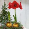 Waxed Amaryllis Bulb - Gold Wax, Blooms Red - Easy Care - No Watering Needed! Beautiful Holiday Decor - Image 11