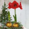 Waxed Amaryllis Bulb - Gold Wax, Blooms Red - Easy Care - No Watering Needed! Beautiful Holiday Decor - Image 14