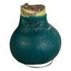 Waxed Amaryllis Bulb - Green Wax, Blooms Red - Easy Care - No Watering Needed! Beautiful Holiday Decor