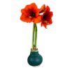 Waxed Amaryllis Bulb - Green Wax, Blooms Red - Easy Care - No Watering Needed! Beautiful Holiday Decor - Image 5