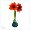 Waxed Amaryllis Bulb - Green Wax, Blooms Red - Easy Care - No Watering Needed! Beautiful Holiday Decor - Image 6